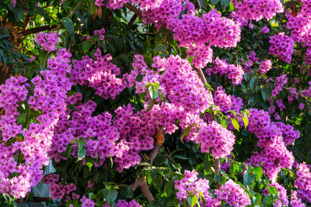 background of beautiful blooming red flowers with leaves illuminated by bright sunlight