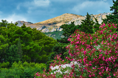 beautiful landscape with flowers and forest in the foreground, and mountains with dramatic cloudy skyの写真素材