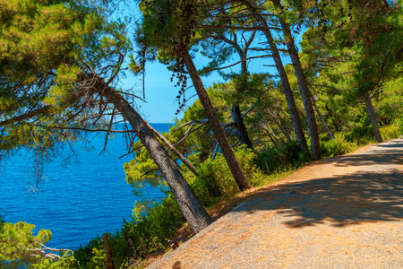 A cozy walking path in the park among trees and wooded mountains, located along the sea on a high slopeの写真素材