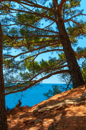 beautiful summer landscape of sea coast, high bank covered with forest and rocks on the edge of cliff, view through trees and branches onto water and waves, deep shadows on bright sunny dayの写真素材