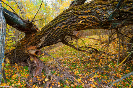 beautiful landscape of autumn forest with bright yellow leaves on trees, fallen dry tree, cloudy weatherの写真素材