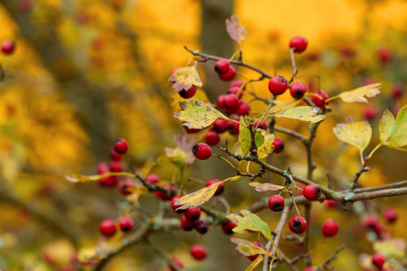 beautiful landscape of autumn forest with rosehip tree and red rose hips and bright yellow leaves, cloudy weatherの写真素材