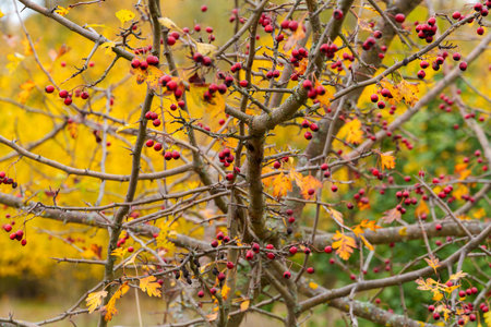 beautiful landscape of autumn forest with rosehip tree and red rose hips and bright yellow leaves, cloudy weatherの写真素材