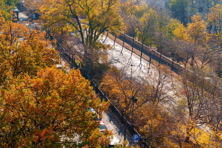 View of a city street on a bright autumn day, road and trees with yellow leaves in the fall seasonの写真素材