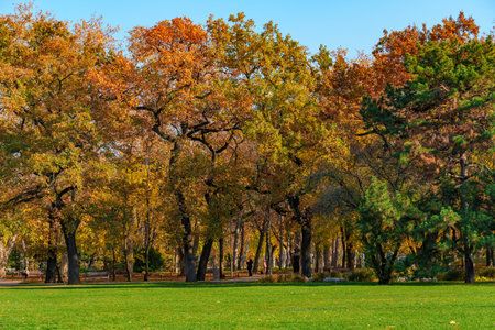 city park on a bright autumn morning, sunlight and shadows on a glade with green grass, yellow and golden autumn leaves on the trees as background, beautiful natureの写真素材