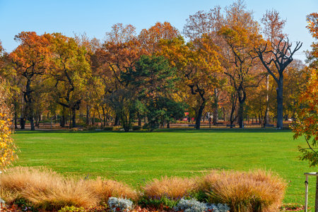 city park on a bright autumn morning, sunlight and shadows on a glade with green grass, yellow and golden autumn leaves on the trees as background, beautiful natureの写真素材