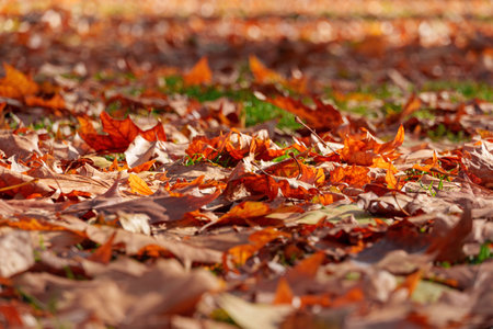 Fallen autumn leaves as a background. A city park on a bright autumn morning, sunlight and shadows,...