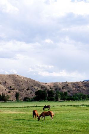 Horses grazing on an open fieldの写真素材