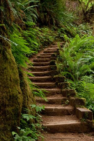 Stairs going up in Oregon wilderness