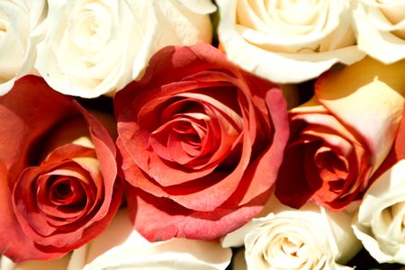 Red and white rosesの写真素材