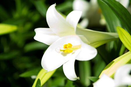 White lilyの写真素材