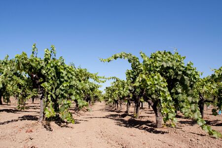 Scenic view of a Napa Valley vineyardの写真素材