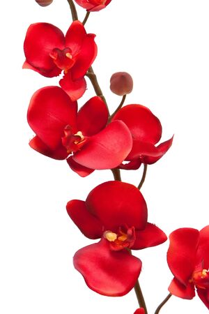 Red orchid on white backgroundの写真素材
