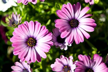 Purple daisies
