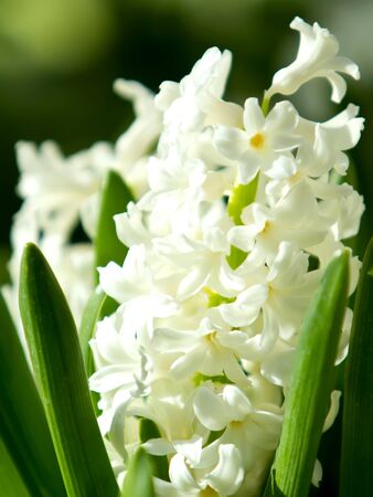 White hyacinthの写真素材