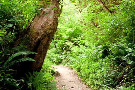 Moss covered tree trunks in the wilderness