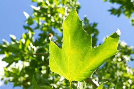 Close up of a tree leafの写真素材