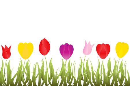 Colorful spring tulips on white backgroundのイラスト素材