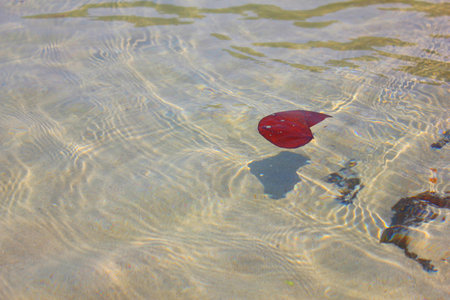 Red leafの写真素材