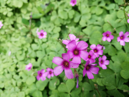 Cloverの写真素材