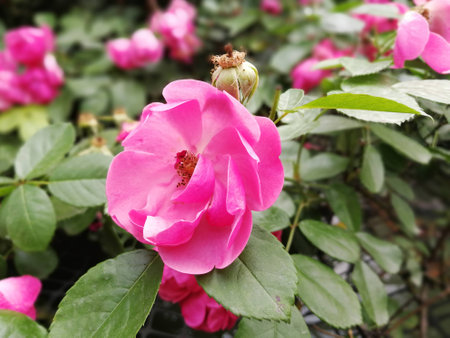 Flowerの写真素材