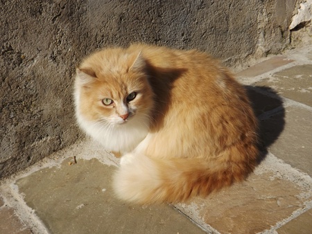 country cat の写真素材