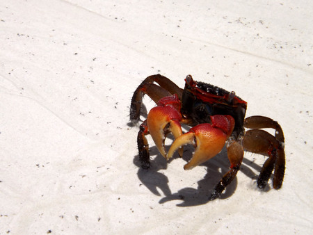 red crab of the Seychellesの写真素材