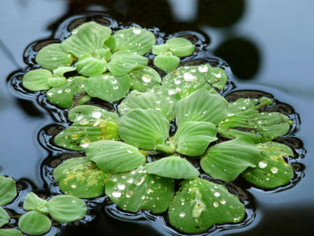 Water Lettuce (Pistia Stratiotes)の写真素材