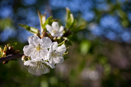 cherry blossomの写真素材