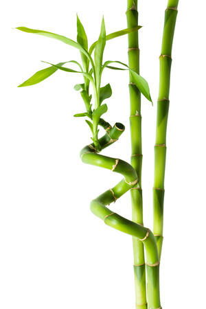 bamboo - three stalks の写真素材