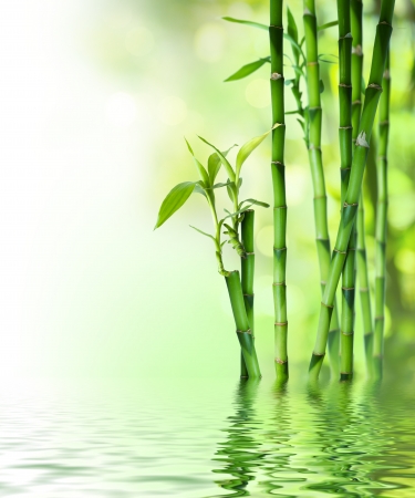 bamboo stalks on water の写真素材