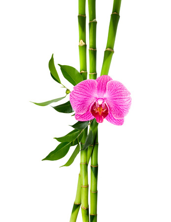 bamboo stalks with purple orchid の写真素材