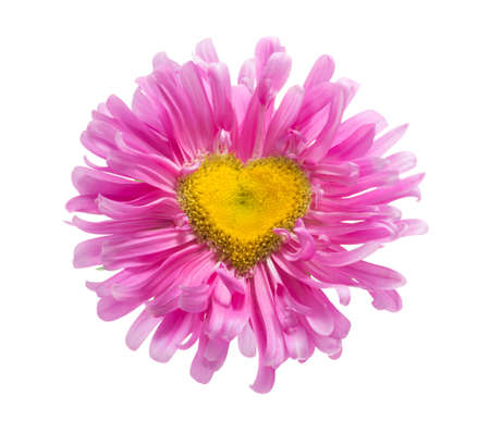 pink daisy with heart shape の写真素材