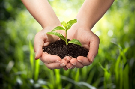 plant in hands - grass background の写真素材