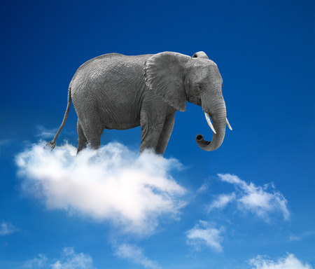 elephant in the clouds - lightness and fantasy concept の写真素材