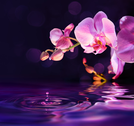 purple orchids and drops in waterの写真素材