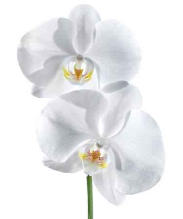 white orchid - wellness of couple conceptの写真素材