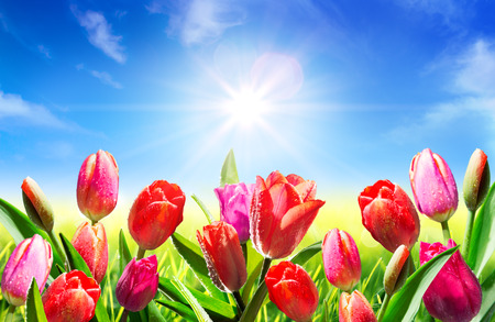 blooming in springtimeの写真素材