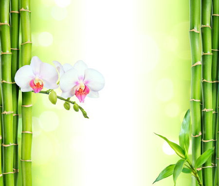 white orchid with bamboo  beauty and spa backgroundの写真素材