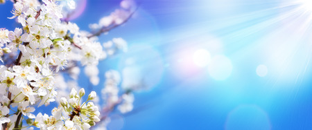 Spring Blooming - White Blossoms And Sunlight In The Sky Spring Blooming - White Blossoms And Sunlight In The Sky