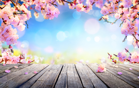 Spring display - Pink Blossoms On Wooden Tableの写真素材
