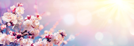 Pink Blossoms Against Sky At Sunrise - Spring Bloomingの写真素材