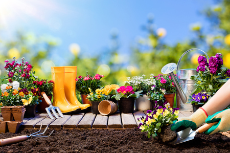 Gardening - Gardener Planting Pansy With Flowerpots And Toolsの写真素材