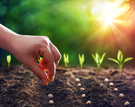 Hands Planting The Seeds Into The Dirt