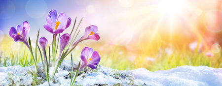 Springtime - Crocus Flower Growth In The Snow With Sunbeamの写真素材