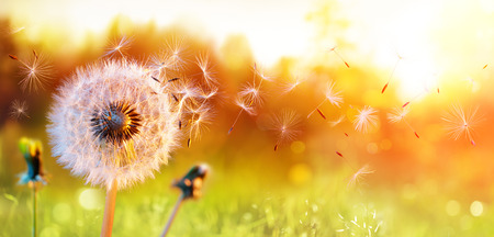 Dandelion In Field At Sunset - Freedom to Wishの写真素材