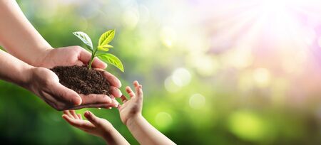 Old Woman Giving Young Plant To A Child Environmental Protection For New Generationの写真素材