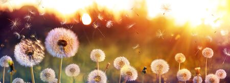 Dandelion Field With Flying Seeds At Sunsetの写真素材