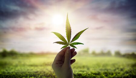Hand Showing Cannabis Leaf Against Sky With Sunlightの写真素材