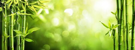 Fresh Bamboo Trees In Forest With Blurred Backgroundの写真素材